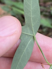 Passiflora aurantia aurantia