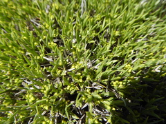 Azorella nivalis