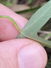 Passiflora aurantia aurantia