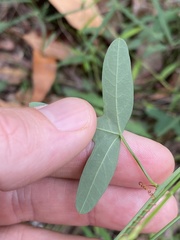 Passiflora aurantia aurantia