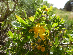 Berberis montana
