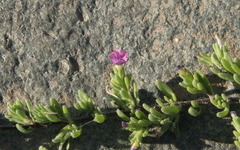 Frankenia pomonensis