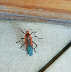 Leptocoris rufomarginatus