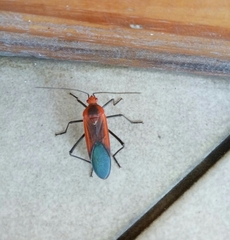 Leptocoris rufomarginatus