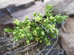 Galium gilliesii