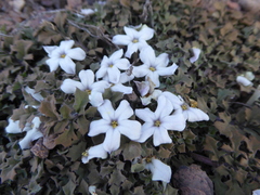Jaborosa volkmannii