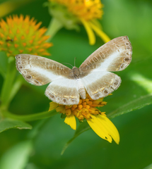 Nymphidium derufata
