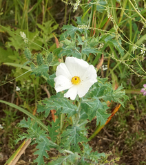 Argemone polyanthemos