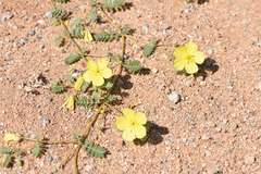 Tribulus pterophorus
