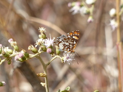 Ariconias glaphyra