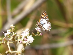 Ariconias glaphyra