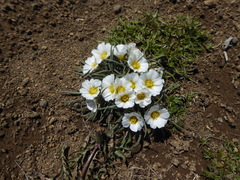 Calandrinia affinis