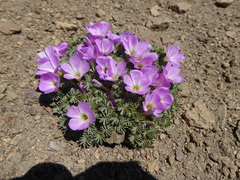 Oxalis adenophylla