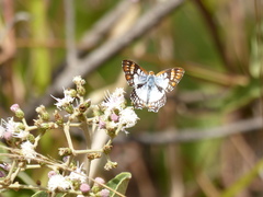 Ariconias glaphyra