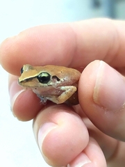 Pristimantis relictus