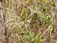 Ariconias glaphyra
