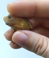 Pristimantis relictus