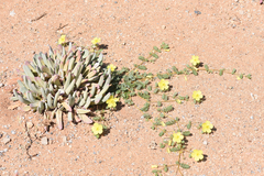 Tribulus pterophorus
