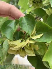 Acer buergerianum