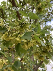 Acer buergerianum
