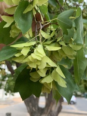 Acer buergerianum