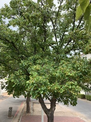 Acer buergerianum