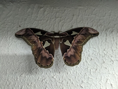 Rothschildia speculifer