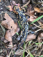 Salamandra salamandra