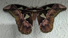 Rothschildia speculifer