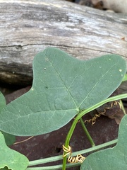 Passiflora aurantia samoensis