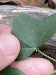 Passiflora aurantia samoensis