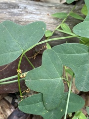 Passiflora aurantia samoensis