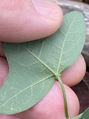 Passiflora aurantia samoensis