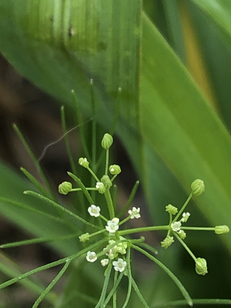 Cyclospermum laciniatum