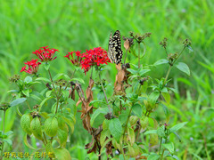 Papilio demoleus libanius