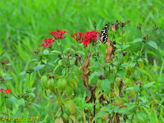 Papilio demoleus libanius
