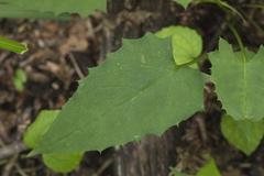 Saussurea subtriangulata