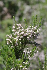 Erica brownleeae