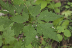 Aconitum stoloniferum