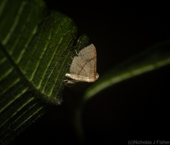 Addaea subtessellata