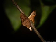 Hypolamprus ypsilon