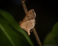 Hypolamprus ypsilon