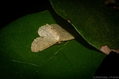 Idaea pilosata