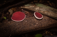 Phillipsia subpurpurea