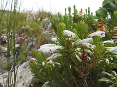 Erica thomae thomae