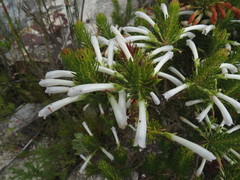 Erica thomae thomae