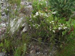 Erica thomae thomae