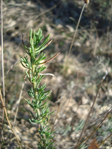Image of Santolina rosmarinifolia by (c) Daniel Heras González, some rights reserved (CC BY)