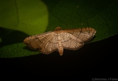Hypolamprus ypsilon