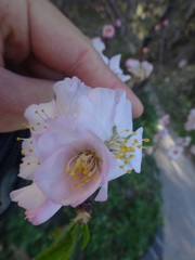 Prunus